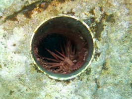 Slate Pencil Urchin IMG 3442
